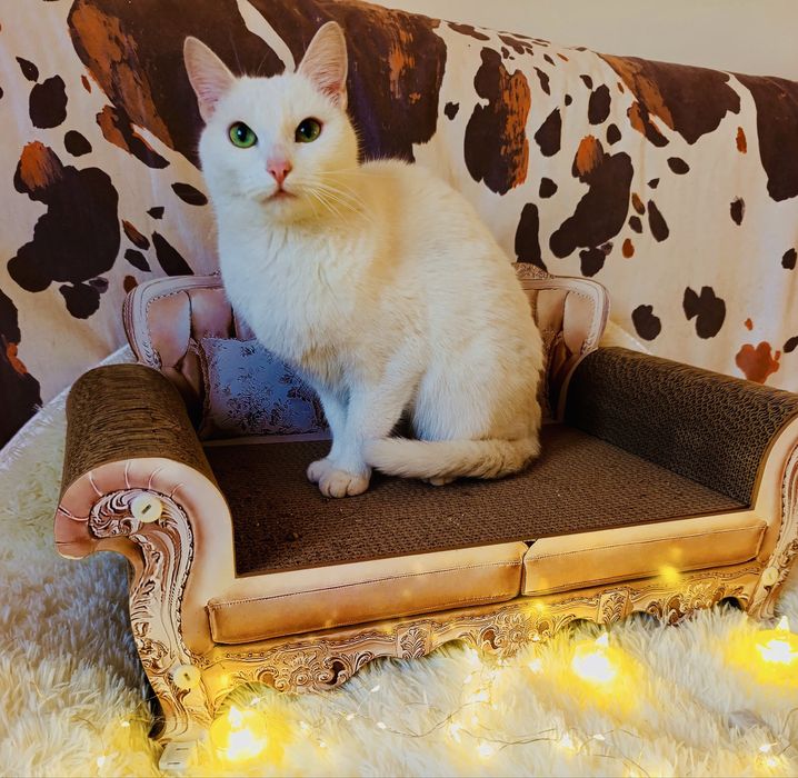 Отдам кошку в добрые руки