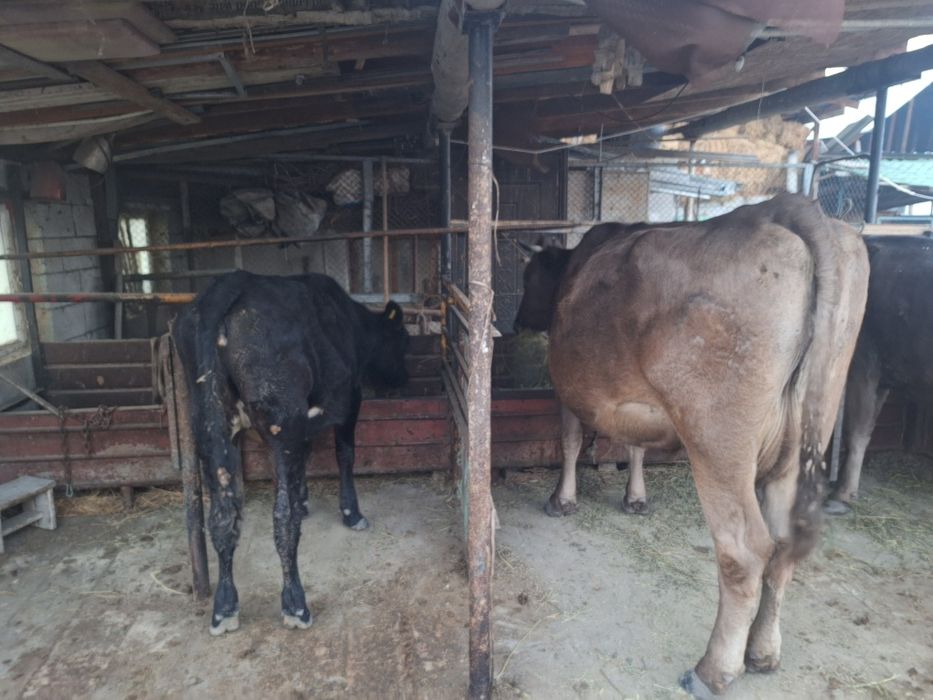 Тана сатылады осы сутты сиырдын бызауы