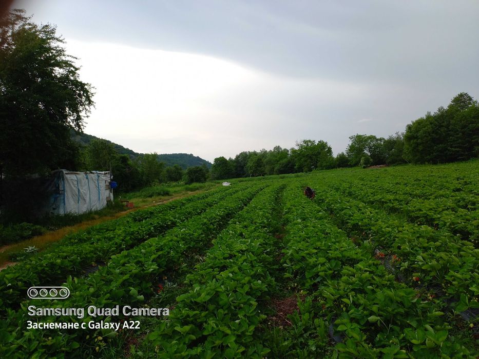 Разсаат ягоди различни сортовете