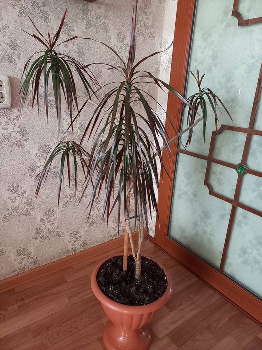 Продам взрослые растения