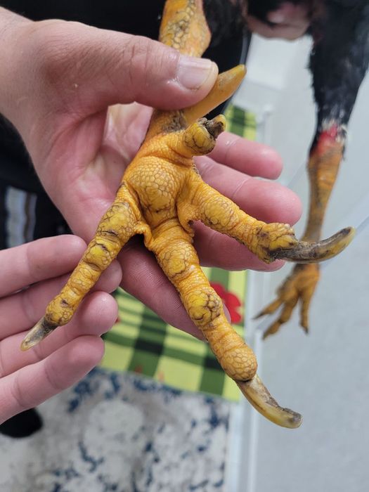 Корея 4.5-5 кг атрофида турловдан чиквои