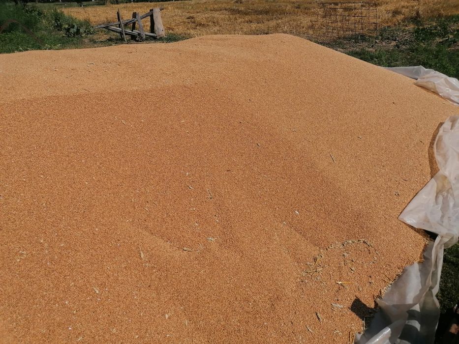 Vând grau producția 2025