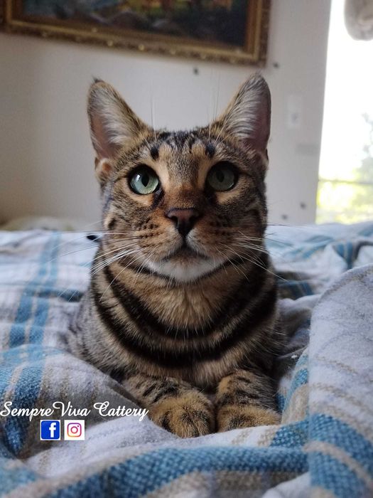 Бенгалско коте женско