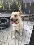 Dau spre adoptie catelus de 2 ani