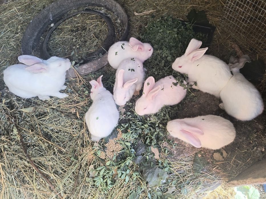 Vând iepuri belgieni