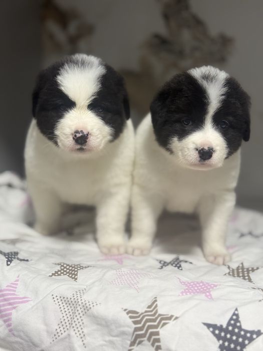 Продаються Щенки Алабая