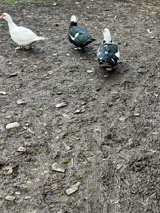 Rațe mute de vânzare