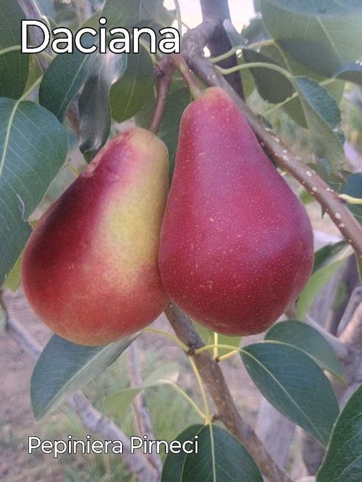 Pomi fructiferi de calitate
