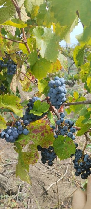 Продавам лозе сорт Каберне гр.Поморие