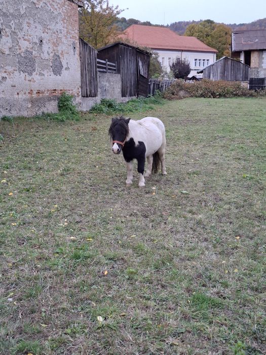 Vând poneiță talie mică