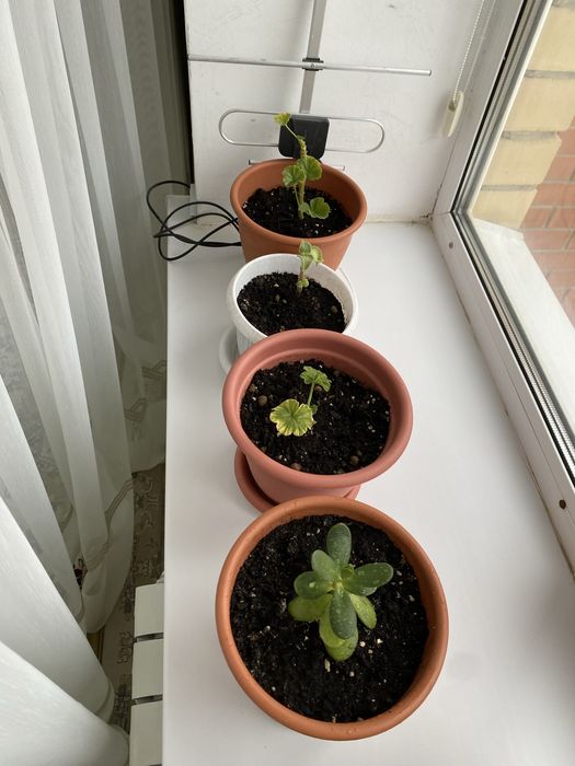 продам цветы комнатные по 2000 тенге за каждый