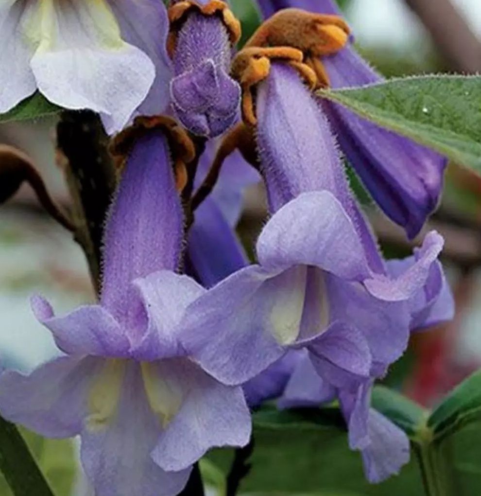 Paulownia Tomentosa (Arborele Printesei)