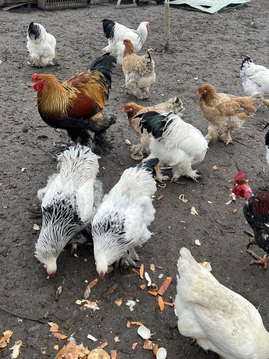 Brahma herminat deschis tineri