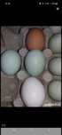 Oua araucana ...