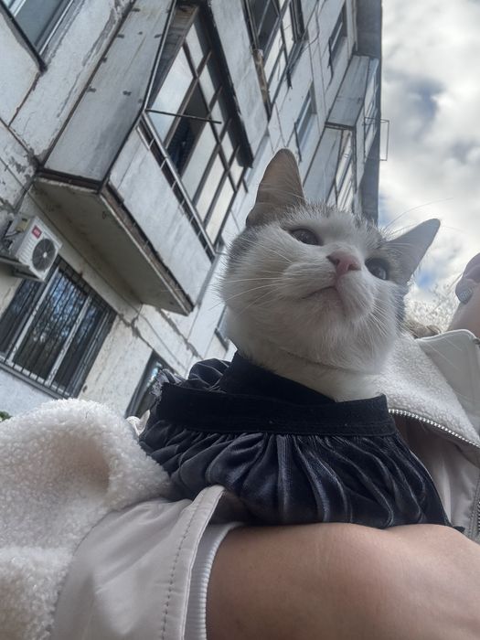 Молодой кот ищет любящих хозяев