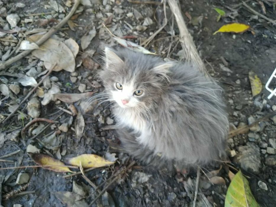 Шест пухкави малчугана търсят домашен уют и любящи стопани