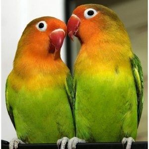 Продам попугаев волнистые кареллы неразлучники