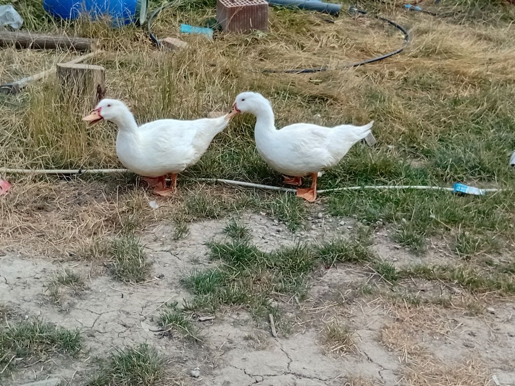 Vând Rațe si Rățoi
