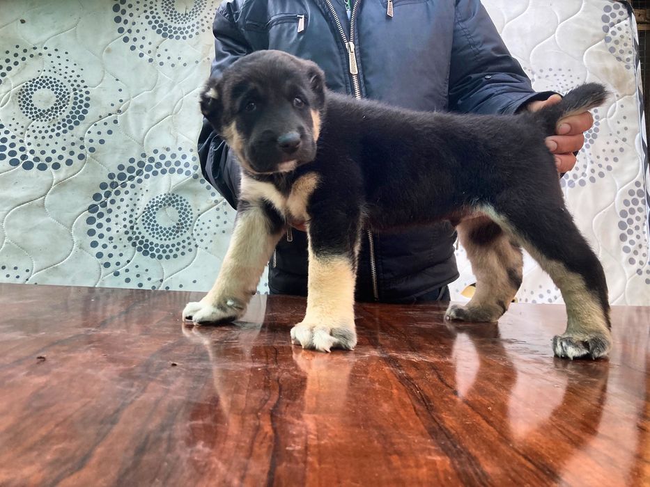 Щенок Туркменского Алабая ( Супер Гигант )