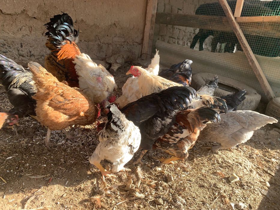 Xoroz jojala sotilad