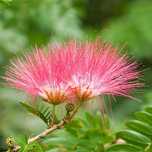 Arbore de Matase / Mimosa / Albizia Julibrissin la ghiveci