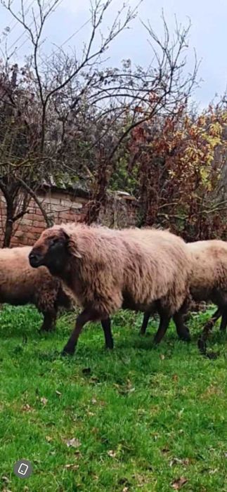 Мъжка овца КОЧ с.Расзоха