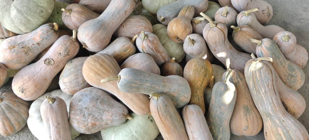 Ошқовоқ сотилади