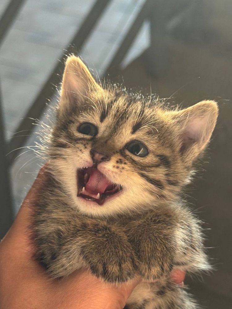 Котят в добрые руки