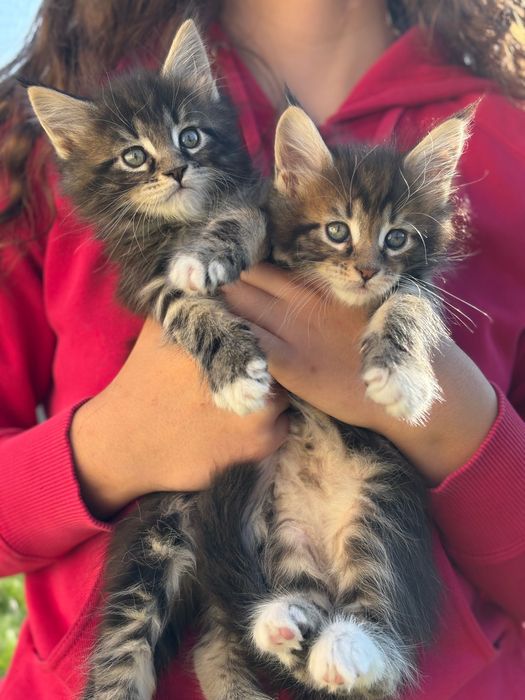 Котенца Мейн Куун