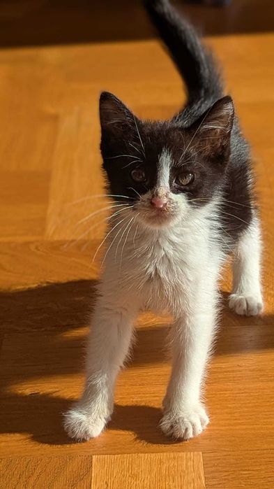 Pisicuţă spre adopție