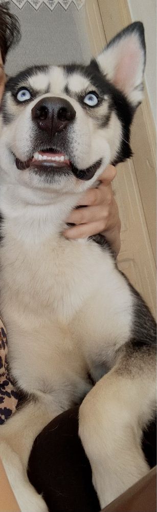 Donez husky siberian fata si baiat