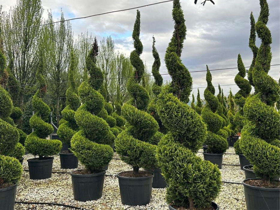 Plante ornamentale decorative