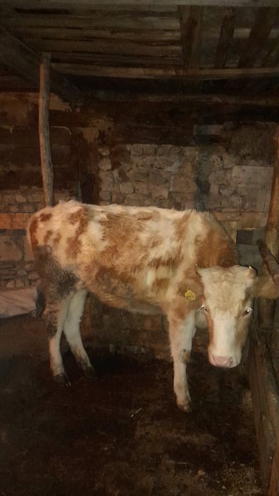 Продам телку находиться село павлодарском.