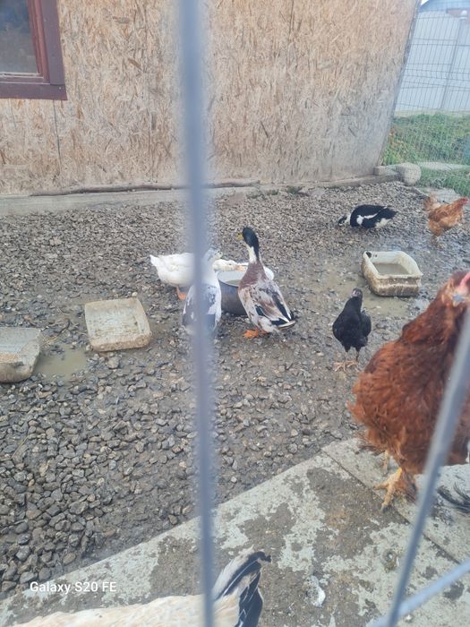 Vând bibilici  2,3. Kilograme