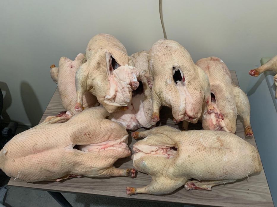 Продаем Гуси из Петпропавловска