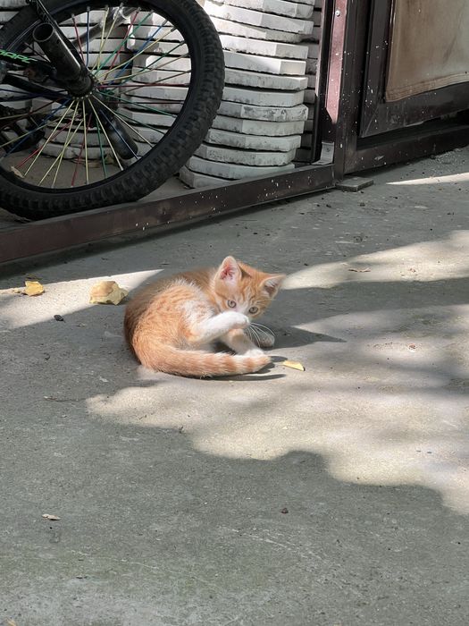 Отдадим в хорошие руки