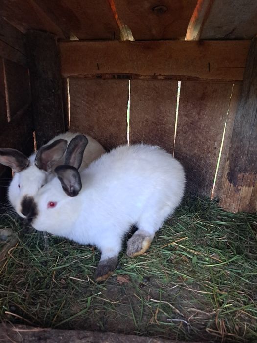 Vând iepuri California