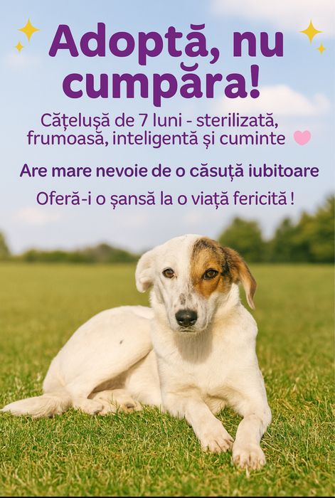 Pentru adoptie gartis catei superbi