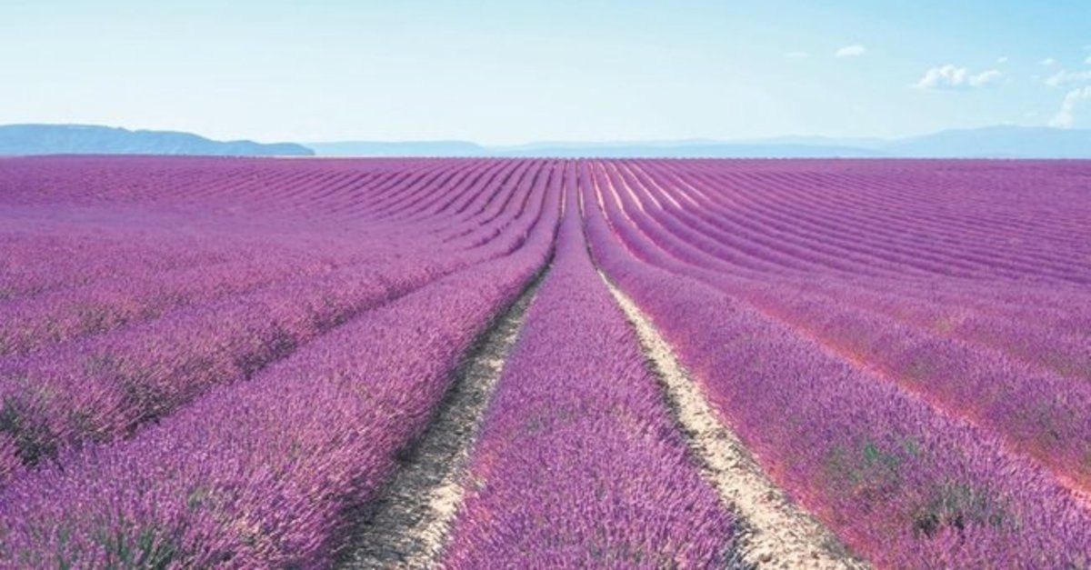 Lavanda nihollarimiz sotuvda (optom narxi)