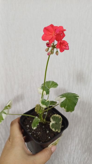 Пеларгонии сортовые