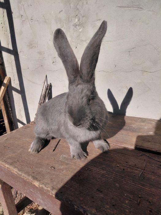 Disponibili 3 masculi fluture german 4 luni