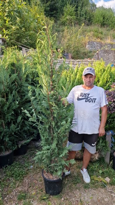 Plante ornamentale de  orice fel de specie