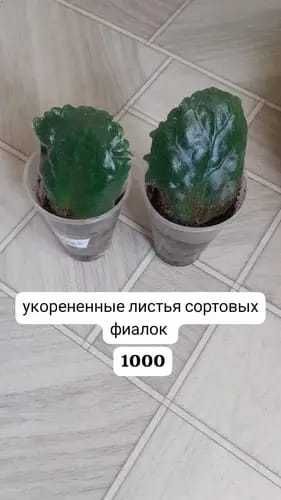 продам комнатные растения