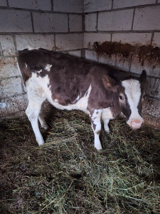 Vând Vitea Baltata Românească.