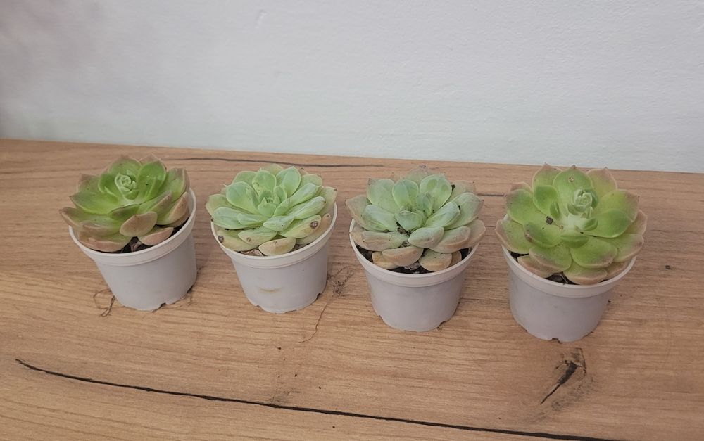 Продам комнатные растения - суккуленты (эхеверия)