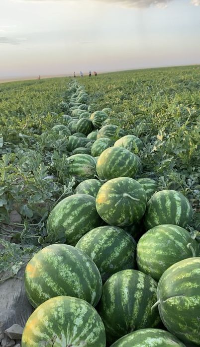 Продам арбуз с пол
