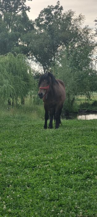 Vand sau schimb Armăsar 6 ani