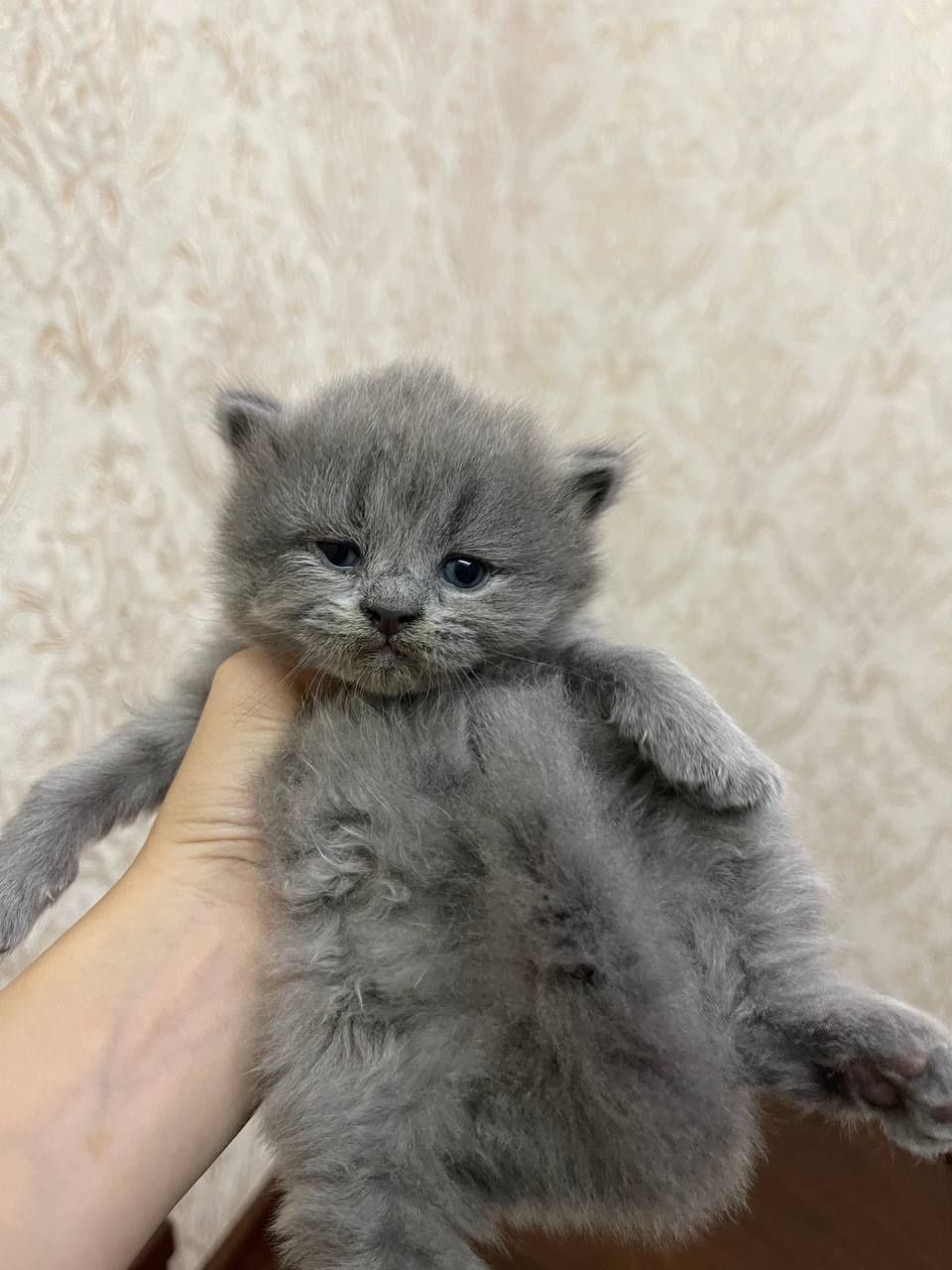 Продаются котята