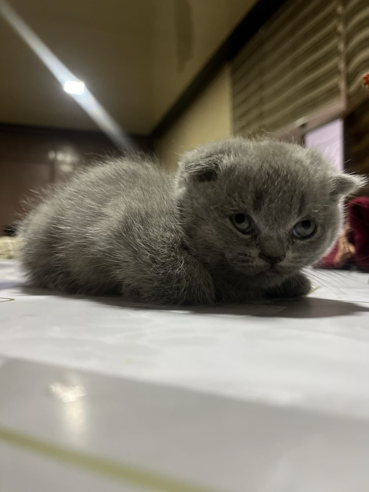 Скоттиш мушуклар