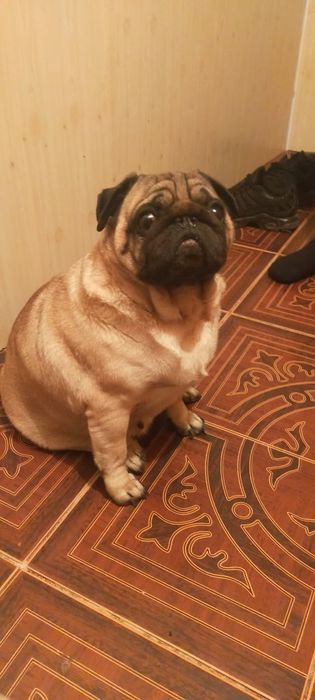 Продам суку помса красотка три года